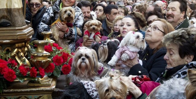 Fiestas de San Antón en España: Tradiciones, Hogueras y Bendición de Animales