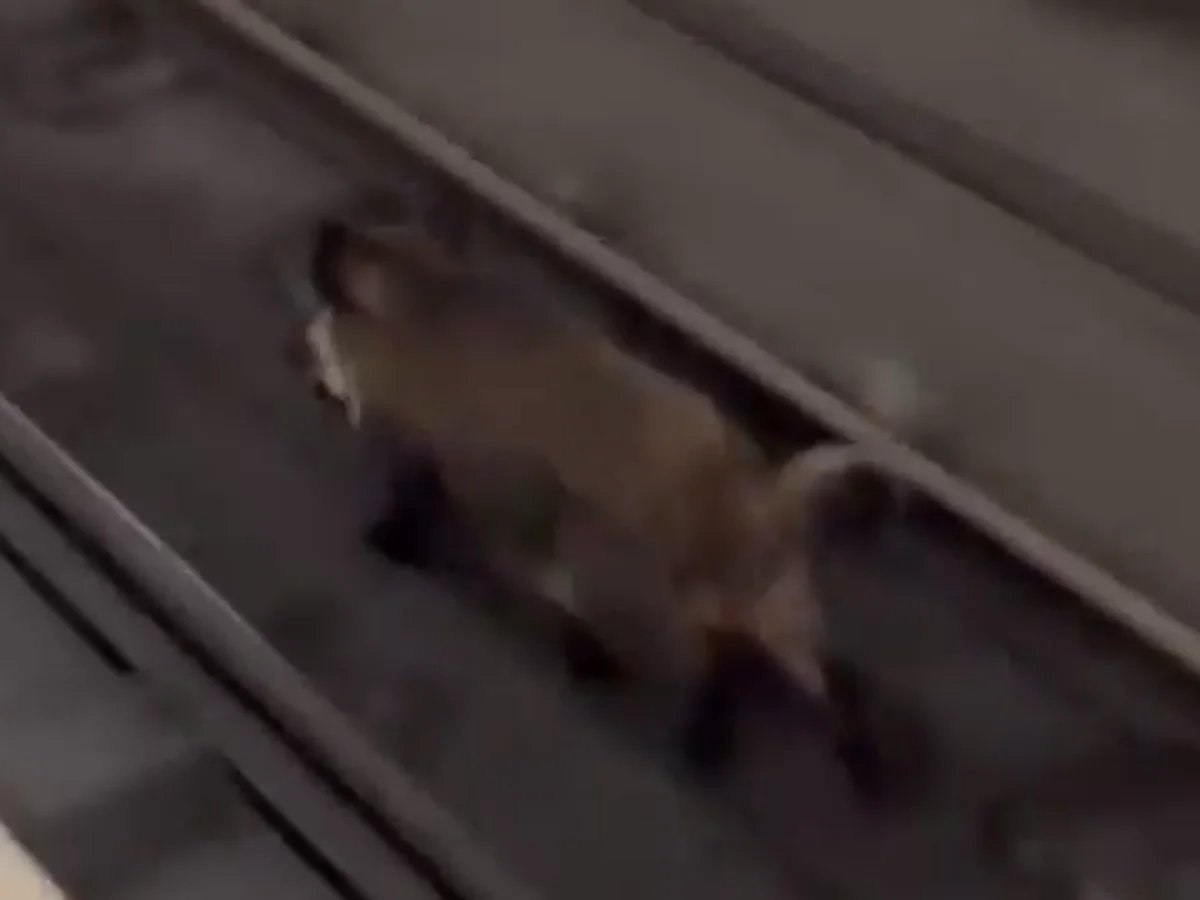 Jabalí irrumpe en el metro de Valencia: retrasos, persecución y desenlace fatal