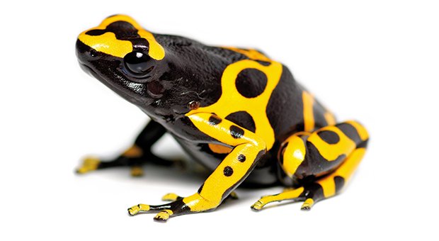 La Rana Freccia e il Veleno Letale: Il Caso Navalny Riaccende l'Attenzione sul Suo Tossico Rarissimo