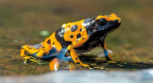 La Rana Freccia e il Veleno Letale: Il Caso Navalny Riaccende l'Attenzione sul Suo Tossico Rarissimo