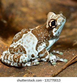 La Rana Freccia e il Veleno Letale: Il Caso Navalny Riaccende l'Attenzione sul Suo Tossico Rarissimo